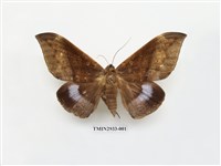 藏品(夜蛾270)的圖片